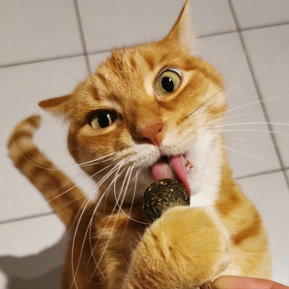 Meet your Posher, WastoidVintage - Picture 2 of 3